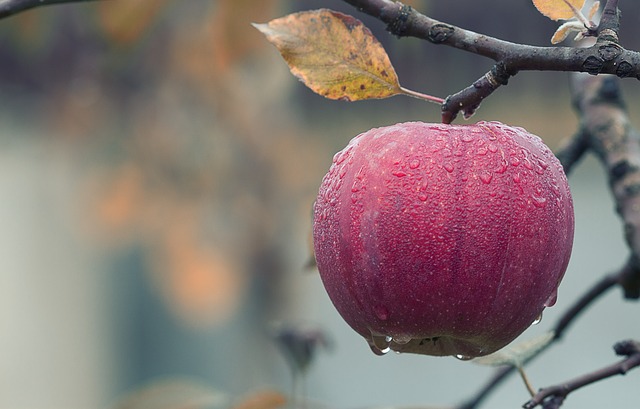 Jabłka i najważniejsze zasady ich przechowywania