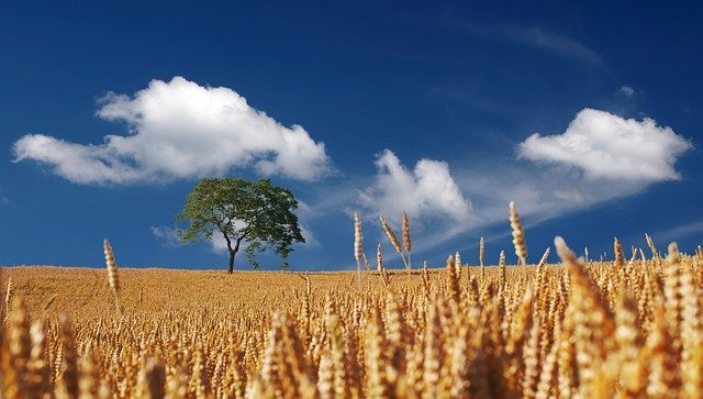 Źródło wiedzy o eliminowaniu chwastów kukurydzianych